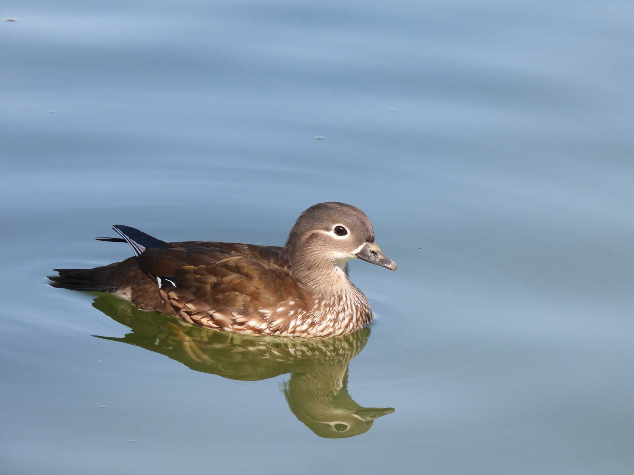 Mandarin Duck