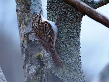 2022年3月5日(土) 嵯峨塩深沢林道の野鳥観察記録