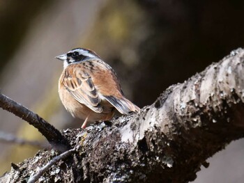 Meadow Bunting 皆野町 Sat, 3/5/2022