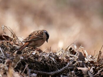 Meadow Bunting 皆野町 Sat, 3/5/2022