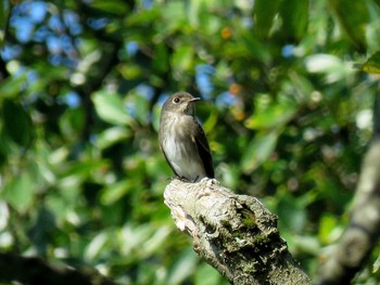 Dark-sided Flycatcher Unknown Spots Mon, 10/9/2017