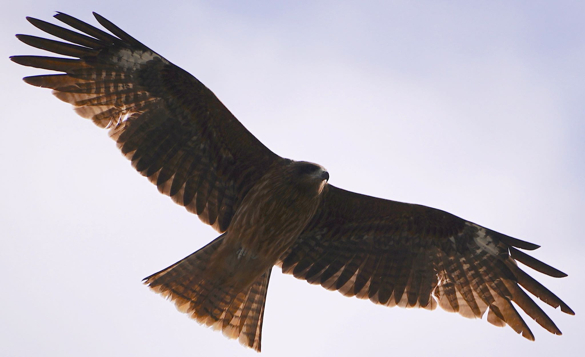 Photo of Black Kite at 三条大橋(京都市中京区) by アルキュオン