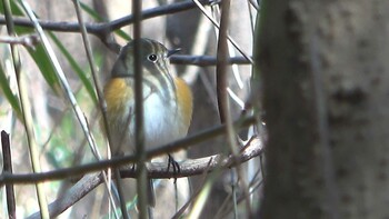 ルリビタキ 三重県民の森 2022年2月27日(日)