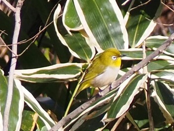 Warbling White-eye 荒幡富士市民の森 Sat, 3/5/2022