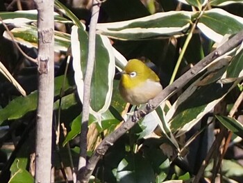 Warbling White-eye 荒幡富士市民の森 Sat, 3/5/2022