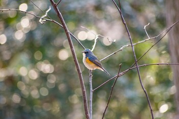 Red-flanked Bluetail 花見川 Wed, 2/23/2022