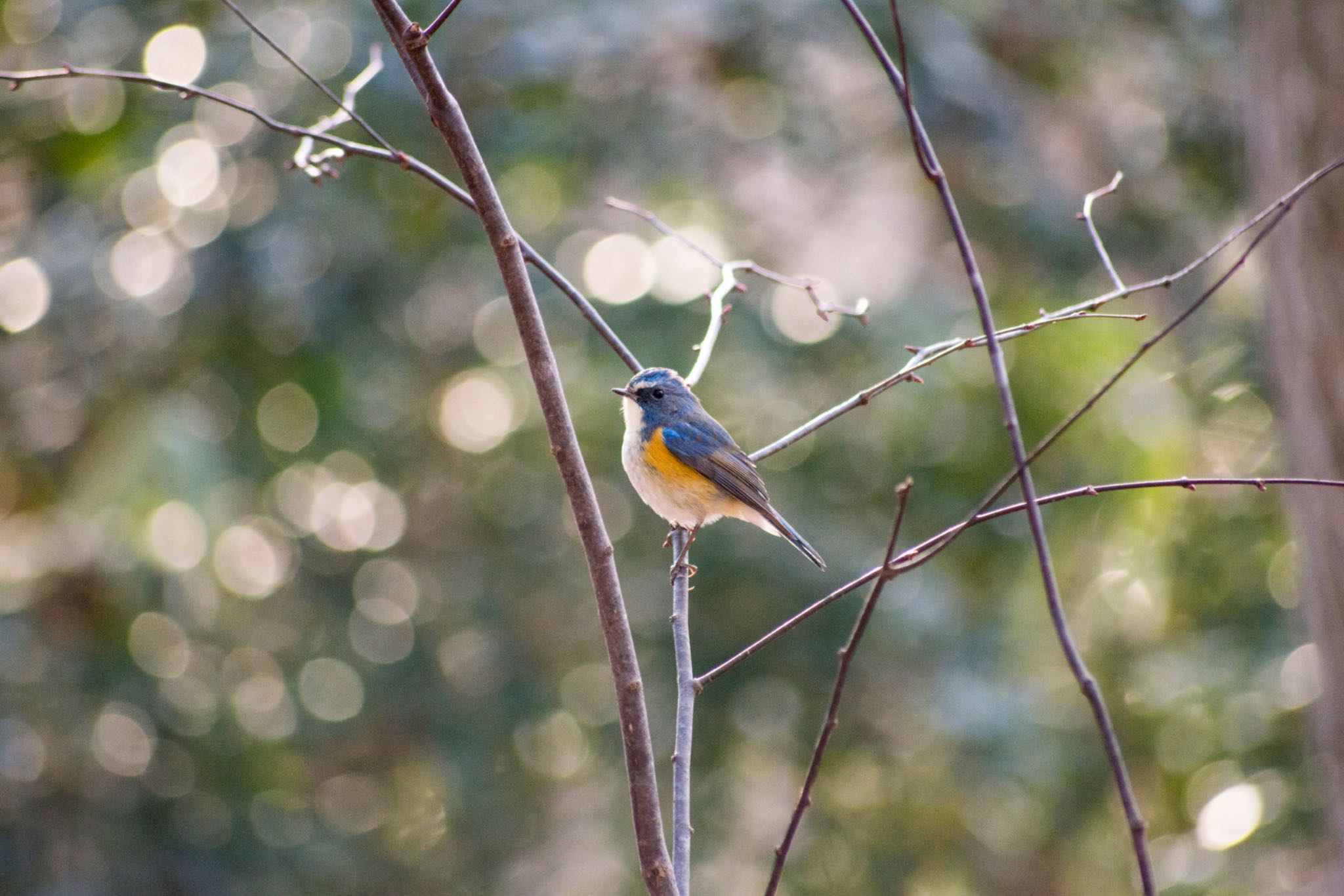 Photo of Red-flanked Bluetail at 花見川 by BARON