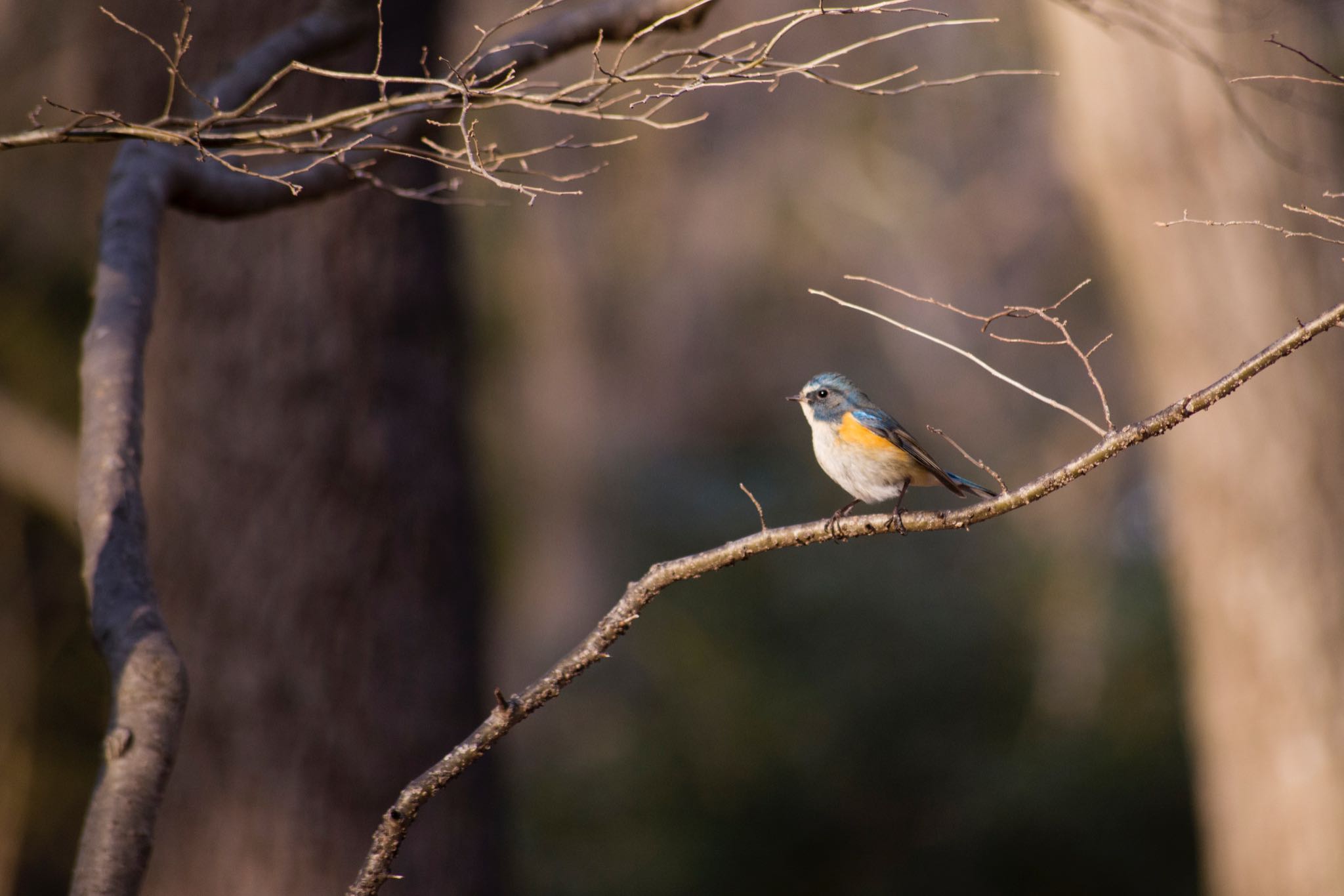 Photo of Red-flanked Bluetail at 花見川 by BARON