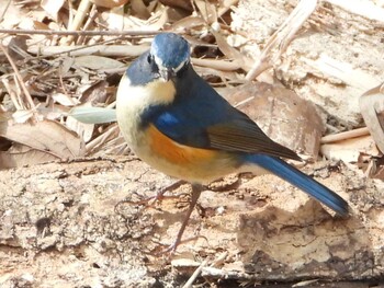 ルリビタキ 秋ヶ瀬公園(野鳥の森) 2022年3月5日(土)