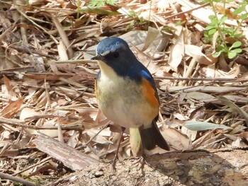 ルリビタキ 秋ヶ瀬公園(野鳥の森) 2022年3月5日(土)