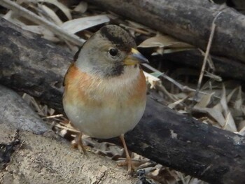 アトリ 秋ヶ瀬公園(野鳥の森) 2022年3月5日(土)