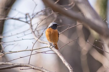 Daurian Redstart 花見川 Wed, 2/23/2022