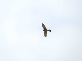 Common Kestrel 樹空の森 Thu, 10/5/2017