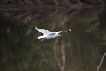 セグロカモメ 花見川 2022年2月26日(土)