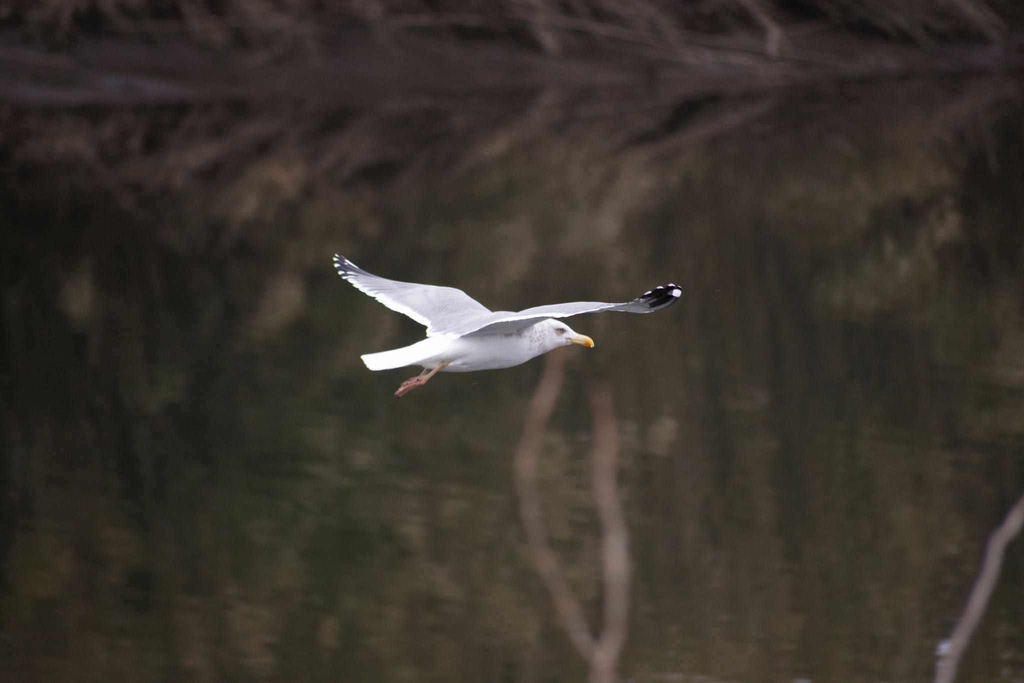 Photo of Vega Gull at 花見川 by BARON