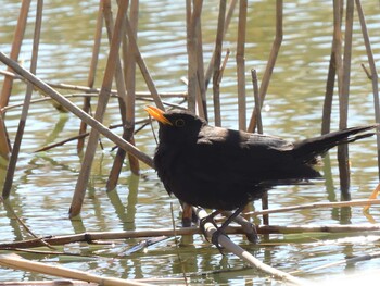 Chinese Blackbird 中国農業展覧館(北京) Sat, 3/5/2022