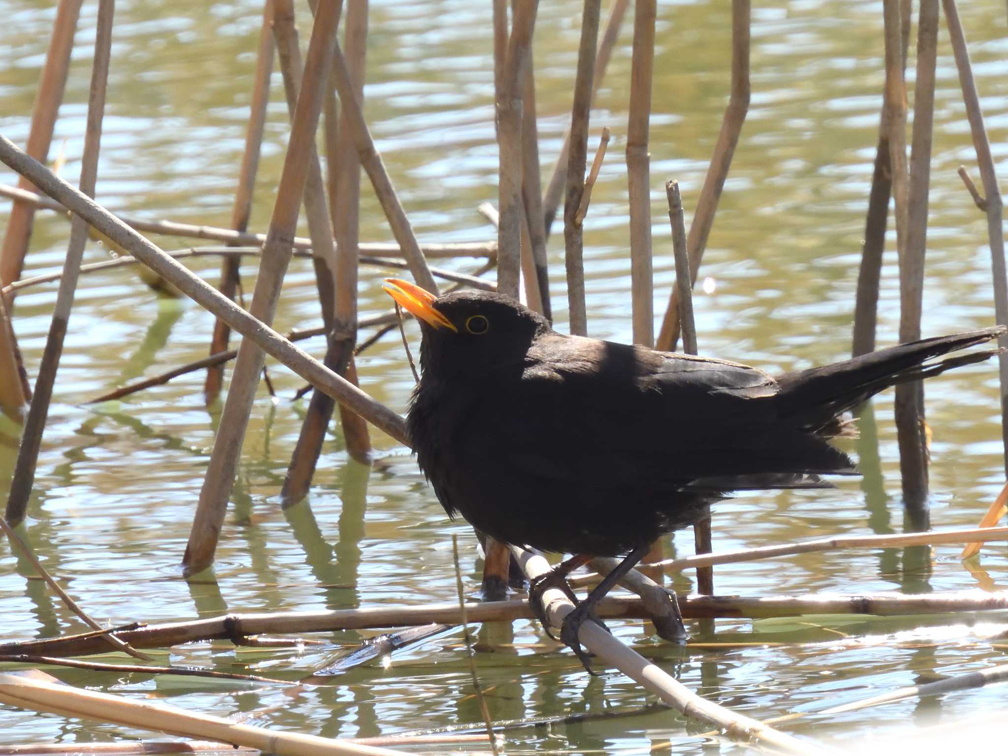 Chinese Blackbird