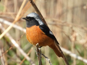 2022年3月5日(土) ふれあい松戸川の野鳥観察記録