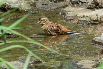 Meadow Bunting Mikiyama Forest Park Thu, 8/7/2014