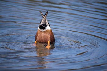 Northern Shoveler 大百池公園 Sat, 2/12/2022