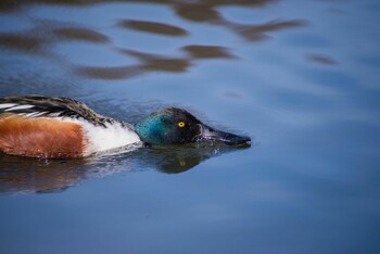 ハシビロガモ 大百池公園 2022年2月12日(土)