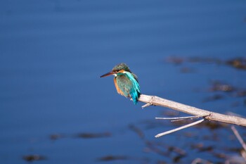 カワセミ 花見川 2022年2月11日(金)