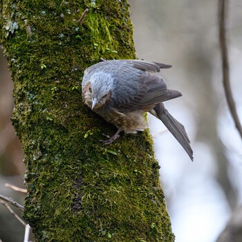 Brown-eared Bulbul Hattori Ryokuchi Park Fri, 3/4/2022