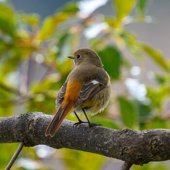 Daurian Redstart Hattori Ryokuchi Park Fri, 3/4/2022