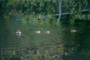 Little Grebe Mikiyama Forest Park Sat, 9/20/2014