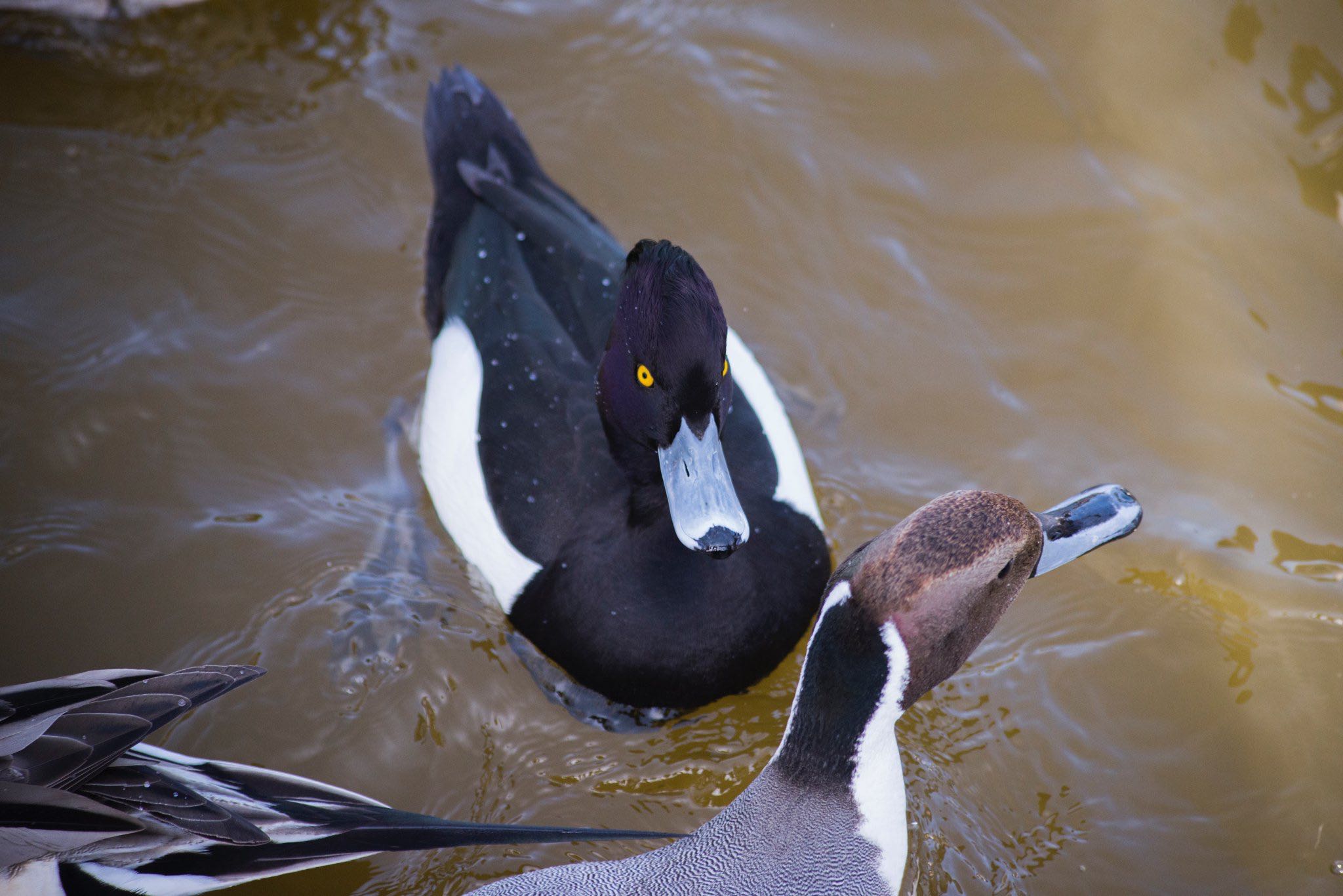 Photo of Tufted Duck at 袖ヶ浦公園 by BARON