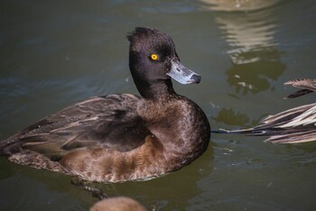 キンクロハジロ 袖ヶ浦公園 2022年2月12日(土)