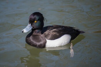 キンクロハジロ 袖ヶ浦公園 2022年2月12日(土)