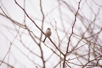 Long-tailed Tit 花見川 Sat, 2/19/2022