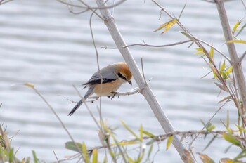 Bull-headed Shrike 花見川 Sun, 2/6/2022