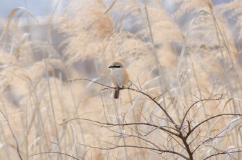 モズ 花見川 2022年2月6日(日)