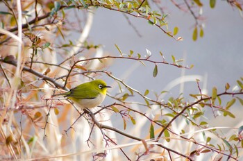 Warbling White-eye 花見川 Sun, 2/6/2022