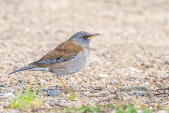 Pale Thrush 石ケ谷公園 Mon, 1/24/2022