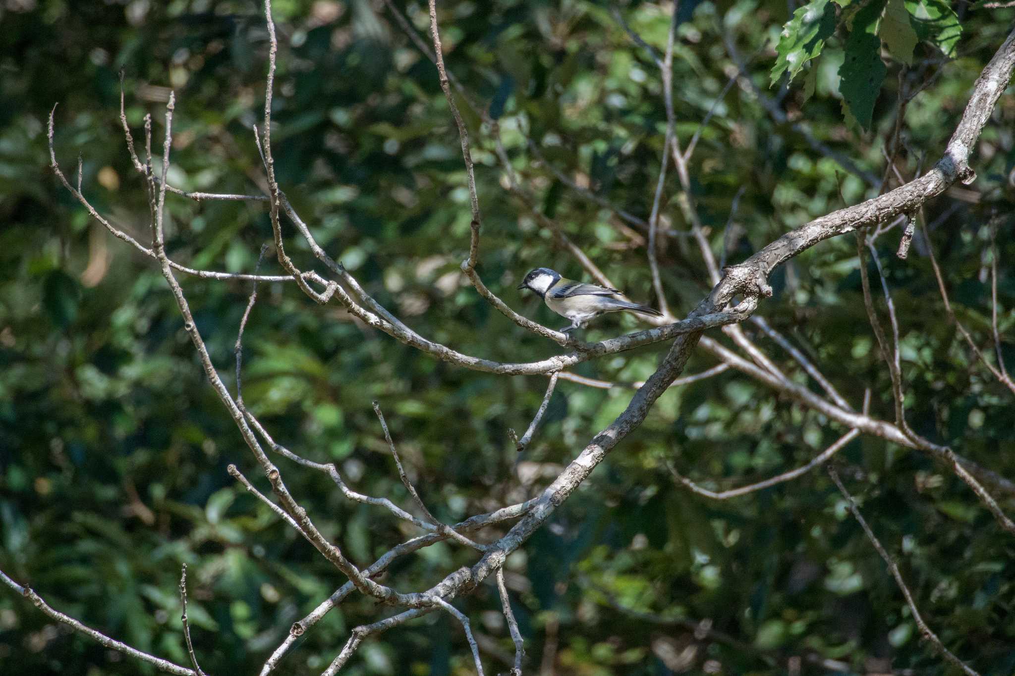 Photo of Japanese Tit at Mikiyama Forest Park by ときのたまお