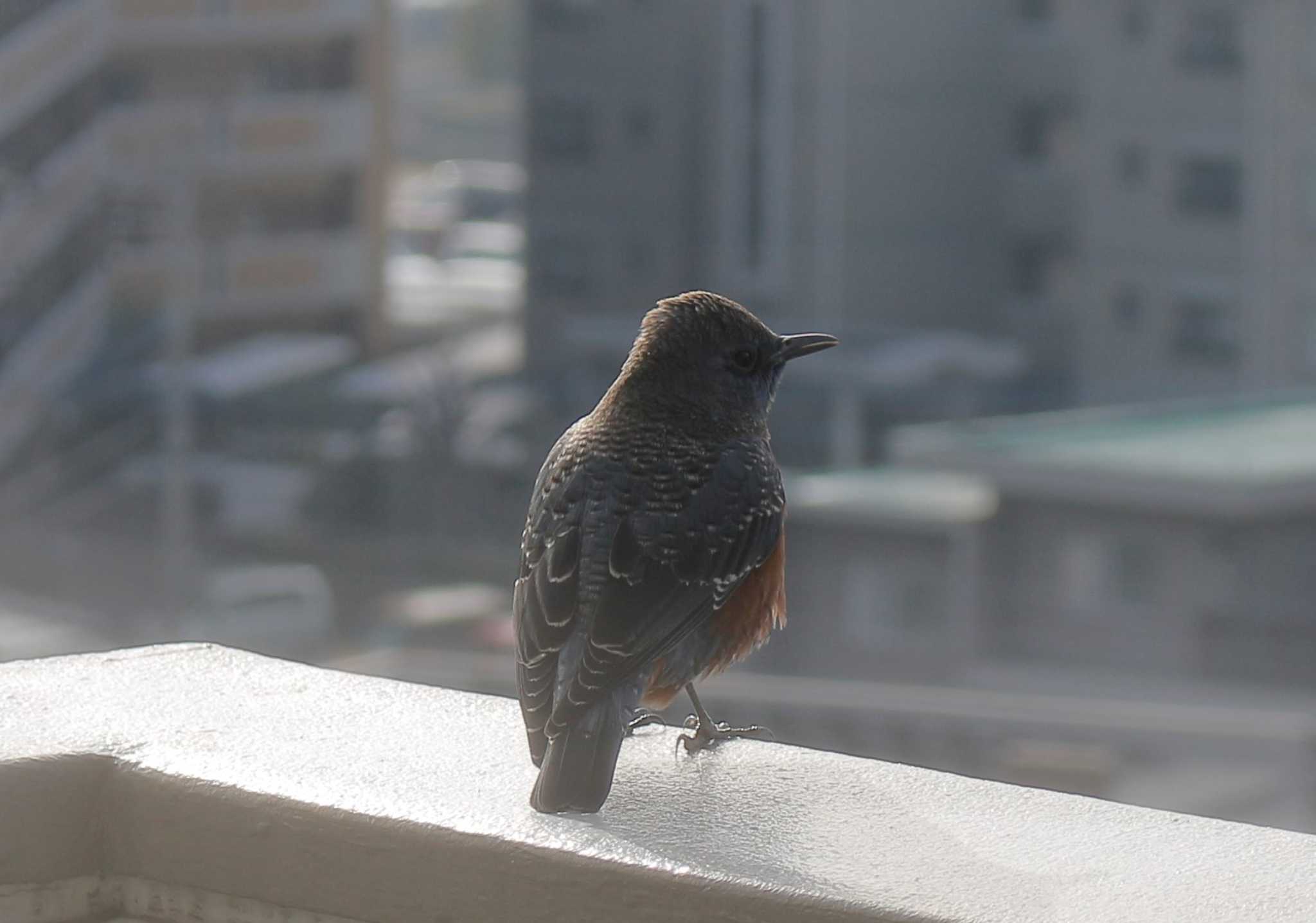 Photo of Blue Rock Thrush at 福岡県筑紫野市 by momochan