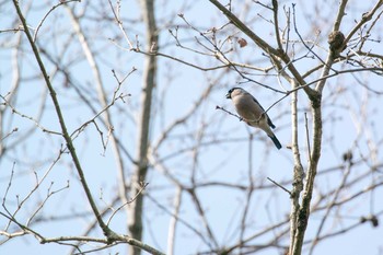Sat, 3/21/2015 Birding report at Mikiyama Forest Park