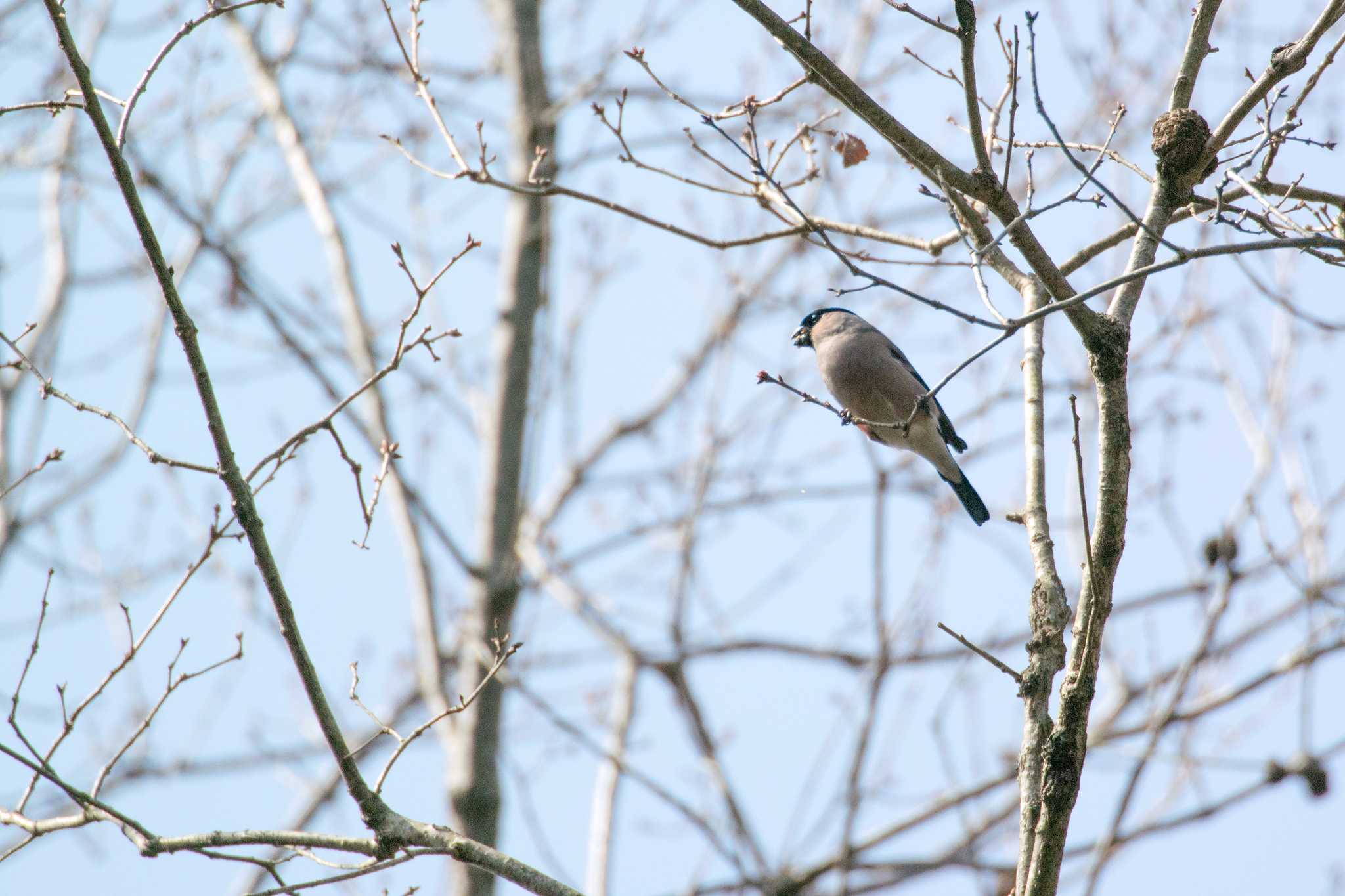 Photo of Eurasian Bullfinch at Mikiyama Forest Park by ときのたまお