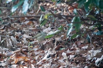 Thu, 2/4/2016 Birding report at Mikiyama Forest Park