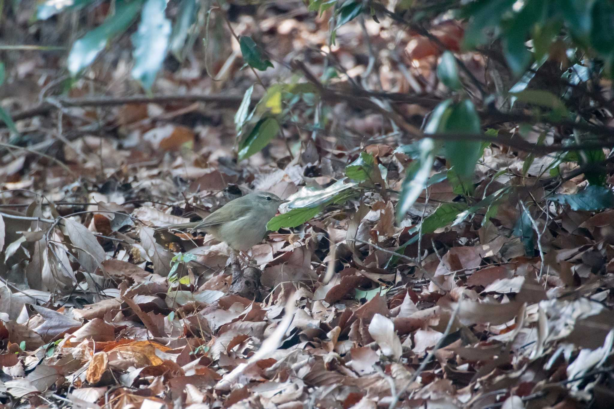 Photo of Japanese Bush Warbler at Mikiyama Forest Park by ときのたまお