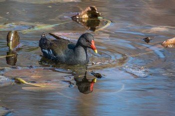 Common Moorhen Mikiyama Forest Park Thu, 2/4/2016