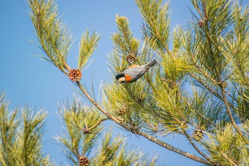 Varied Tit Mikiyama Forest Park Thu, 2/4/2016