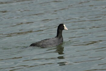 Eurasian Coot 駕与丁公園 Tue, 2/8/2022