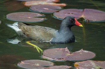 Common Moorhen Mikiyama Forest Park Sat, 4/16/2016