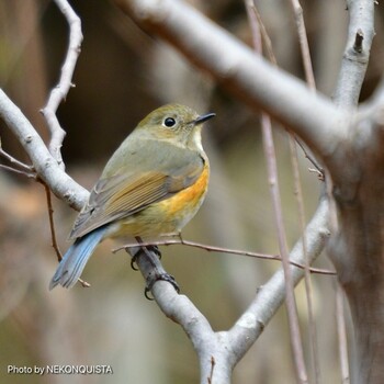 Red-flanked Bluetail 西宮市 Sun, 3/6/2022