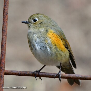 Red-flanked Bluetail 西宮市 Sun, 3/6/2022