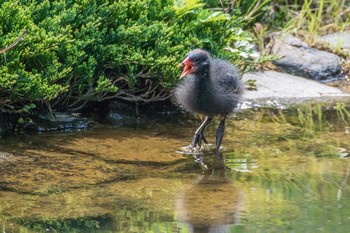 Common Moorhen Mikiyama Forest Park Sat, 4/16/2016